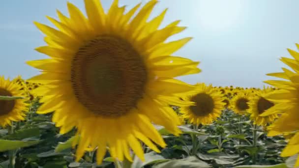 Доллі Знімав Літній Пейзаж Який Цілував Сонце Святилище Соняшника Квіти — стокове відео