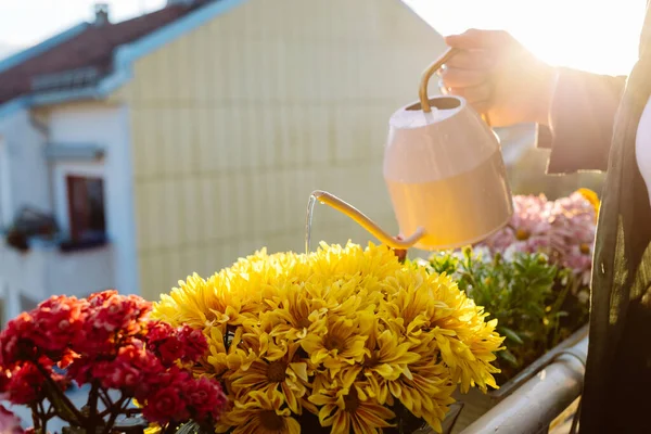 Барвиста Яскрава Фотографія Жінки Яка Поливає Квіти Горщиках Балконі Сонячний — стокове фото