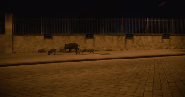 Javali Selvagem Família Porcos Selvagens Andando Longo Rua Cidade Noite — Vídeo de Stock