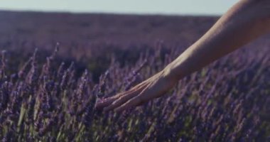 Kırsal kesimde kadın elinin dokunuşu lavanta çiçeklerine hafifçe dokunur. Romantik akşam kaçamağı. Valensole Fransa 'da lavanta tarlalarını görmek için en ünlü yerdir. Çekici bir ruh hali