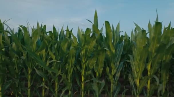 Typ Tła Ujęcia Rzędów Pól Kukurydzianych Małym Gospodarstwie Ekologicznym Zrównoważona — Wideo stockowe
