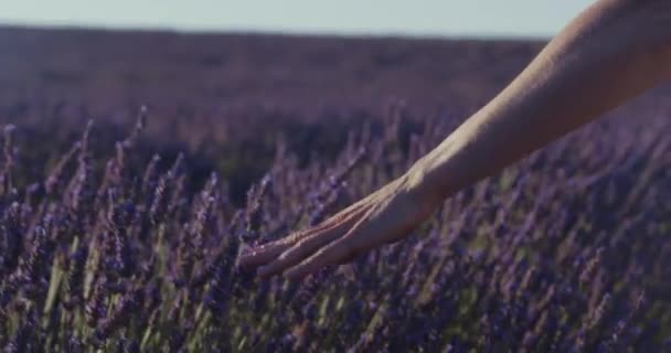 Κοντινό Πλάνο Του Θηλυκού Χεριού Αγγίζουν Απαλά Λεβάντα Λουλούδια Αγροτικό — Αρχείο Βίντεο