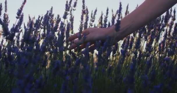 Delikatna Delikatna Koncepcja Natury Kobieta Dotykać Czuć Piękne Purpurowe Kwiaty — Wideo stockowe