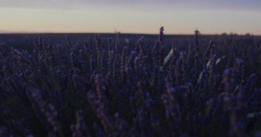 Lavanta bitkilerinin kapağı hafif meltemde hafifçe sallanıyor. Sinema çekimi, Fransa 'nın güneyindeki bir çiftliğin organik güzelliğini yakalar. Provence 'deki lavanta tarlaları.
