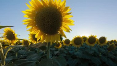 Çiçek açan sarı çiçek tarlasında renkli bir ayçiçeği resmi. Yaz sabahı güneşinde sakin bir kırsal kesimde. Sürdürülebilir tarım cenneti. Yüksek kaliteli ayçiçeği tohumu yağı üretimi.