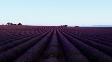 Kamera Fransa 'nın güneyindeki Provence' deki canlı lavanta tarlalarını gösteriyor. Turistik bir yer. Sabah meditasyonu. Tarım çiftliği lavanta ürünleri üretiminde uzmanlaşmış.. 