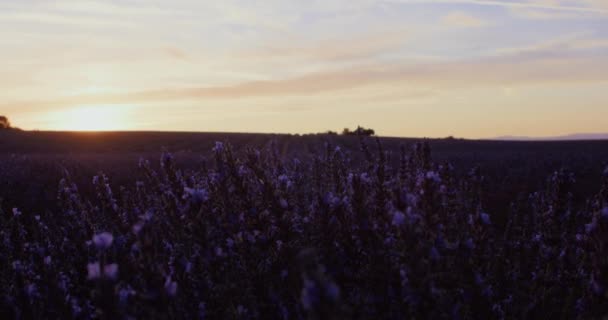 Reihen Von Lavendelpflanzen Wiegen Sich Sanft Während Die Führenden Züchter — Stockvideo