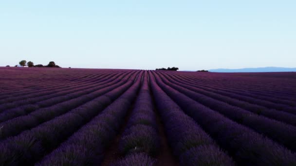 フランス南部のプロヴァンスにある活気に満ちたラベンダー畑をカメラが撮影します 観光地 朝の瞑想 ラベンダー製品の生産に特化した農業農場 — ストック動画