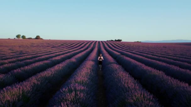 여성의 영감을 해돋이에 라벤더 들판을 지나간다 프로방스 자연의아름다움 과건강 자유와 — 비디오
