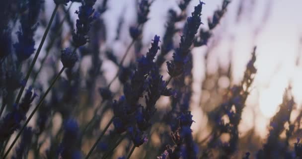 Primer Plano Flores Flor Lavanda Principios Verano Provenza Plantas Púrpuras — Vídeos de Stock