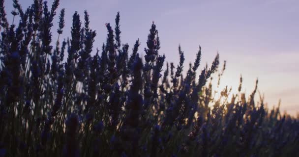 Belleza Amanecer Puesta Sol Una Granja Lavanda Orgánica Donde Cultivador — Vídeos de Stock