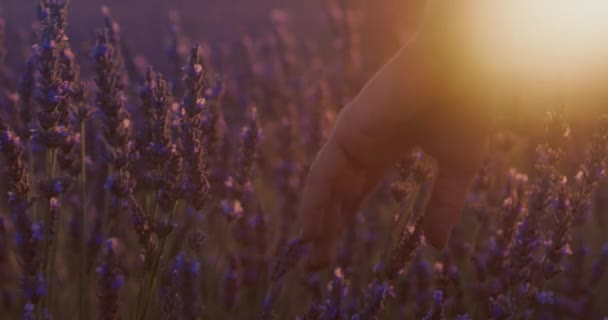 Female Hand Touch Velvety Lavender Plants Early Morning Light Cinematic — Stock Video