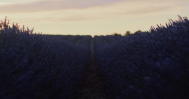 Sıra sıra kokulu lavanta arasında kamera var. Tarım çiftliği ve lavanta çiçekleri yaz başında çiçek açar. Yüksek kaliteli organik lavanta ürünleri üretimi için lavanta bitkilerinin yetiştirilmesi.