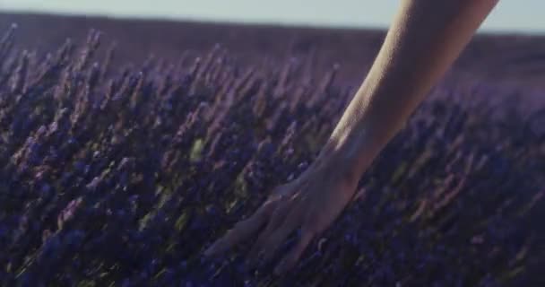 손으로 전체적 여자의 사진은 생태학적 농장의 라벤더 부드럽게 닿는다 농장의 — 비디오