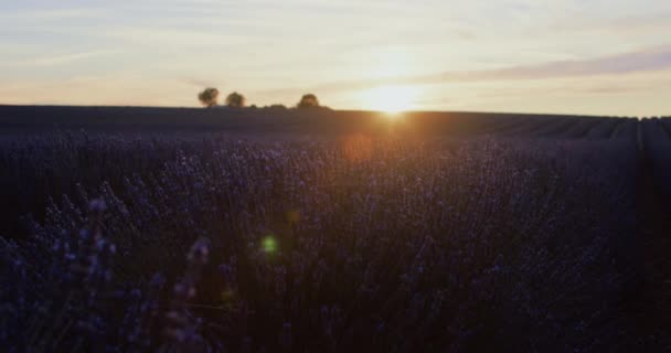 电影拍摄到了法国南部主要种植场的有机美景 那里的薰衣草在金色的阳光下盛开 普罗旺斯的薰衣草田 — 图库视频影像