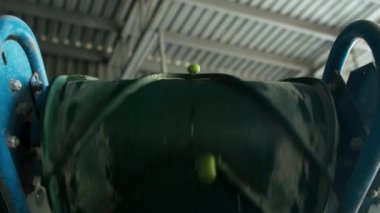 Ekstra bakire zeytin yağı fabrikasında olgun yeşil zeytinler üretim kemerinde zıplıyor. Endüstriyel küçük ölçekli organik tarım