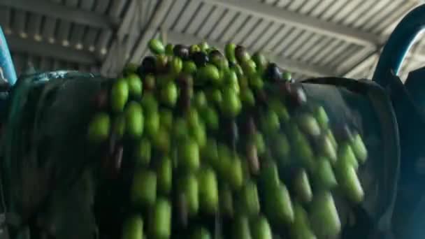 Μεγάλη Ποσότητα Ώριμων Πράσινων Ισπανικών Ελιών Που Συλλέχθηκαν Πρόσφατα Από — Αρχείο Βίντεο