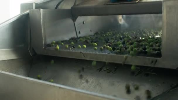 Этап Производства Оливкового Масла Высшего Сорта Спелые Зеленые Испанские Оливки — стоковое видео