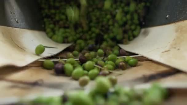 Спелые Зеленые Оливки Падают Производственную Линию Готовую Обработке Ленте Производство — стоковое видео