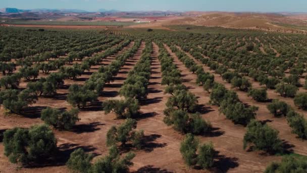 Rader Prydligt Växande Olivträd Södra Spanien Geometriska Och Filmiska Flygdrönare — Stockvideo