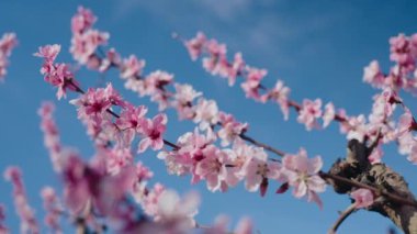 Güneşli bir bahar gününde mavi gökyüzüne karşı açan şeftali ağacının güzel çiçeklerini yakından çek. Yumuşak ve yumuşak pembe çiçek yaprakları elma veya sakura ağacı. Bahar kavramı