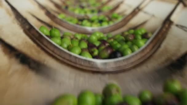 올리브 과정에서 나뭇잎 브런치를 곁들인 유기농 올리브 열매를 산업용 허리띠로 — 비디오