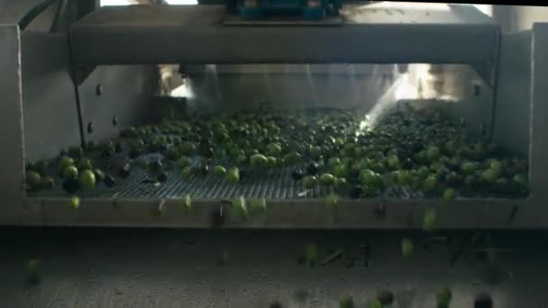エキストラバージンオリーブオイルの生産のステップ パイプグリーンスペインのオリーブは 処理され 洗浄され 生産工場ベルトの茎から分離されます — ストック動画
