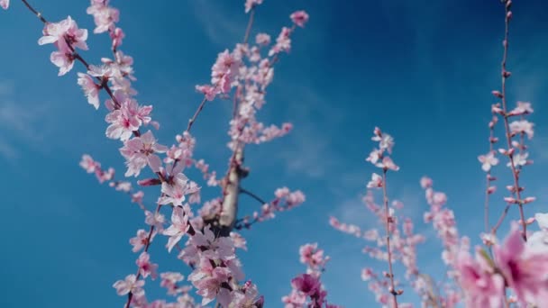 Piękne Różowe Kruche Płatki Kwiatów Wiśni Kwiecie Sakura Kwitnący Festiwal — Wideo stockowe