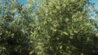 Zeytin ağaçları özel makinelerle sallanıyor. Yüksek kaliteli zeytinyağı hasadı. Ağlar zeytin ağacının altına yayılır ve düşen meyveleri yakalar.. 