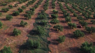 Kamera büyük ölçekli zeytin bahçelerinin üzerinde uçuyor. Çiftçiler zeytinleri ağaçlardan örgü ile toplarlar. Bilinçli zeytinyağı üretimi. Ağaçtan ağaca, elle biçilen ürünler.