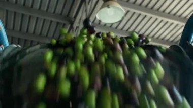 Olgun zeytinler işleniyor ve bir fabrikada basın kemerine yerleştiriliyor. Küçük çiftlikte ya da fabrikada ekstra bakir zeytin yağı üretim süreci