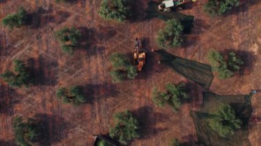 Zeytin çiftliğinin sinematik drone çekimi. Çiftçiler zeytinleri mekanik ya da manuel olarak ağaçlardan toplarlar. Ağlarla ya da muşambalarla zeytin toplamak. Tarım makineleri zeytin tarlalarına biniyor. 