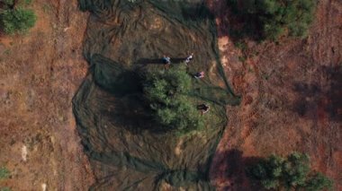 Çiftçilerin ağaçtaki zeytinleri elle toplarken çekilen tepeden aşağı drone görüntüsü. Ağlarla ya da muşambalarla zeytin toplamak. Büyük ölçekli zeytin bahçeleri arka planı. Zeytin yağı üretimi. 