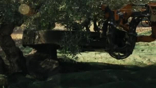 Mechanische Olivenernte Mit Landwirtschaftlichem Gerät Maschine Schüttelt Olivenbaum Und Früchte — Stockvideo
