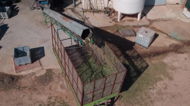 올리브 농장의 올리브는 나뭇잎을 제거하기 프로세스를 거칩니다 올리브를 수확합니다 친화적인 — 비디오