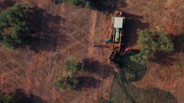 Top Drone View Farmers Harvest Olives Using Nets Mesh Spread — Stock Video