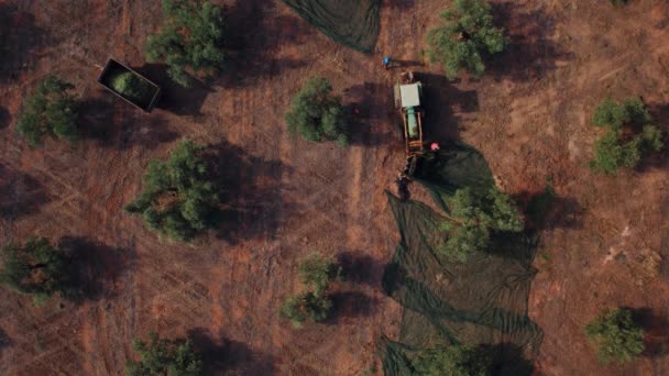 Αγρότες Συλλέγουν Ελιές Μηχανικά Χειροκίνητα Που Συλλέγονται Από Δέντρα Μεγάλοι — Αρχείο Βίντεο