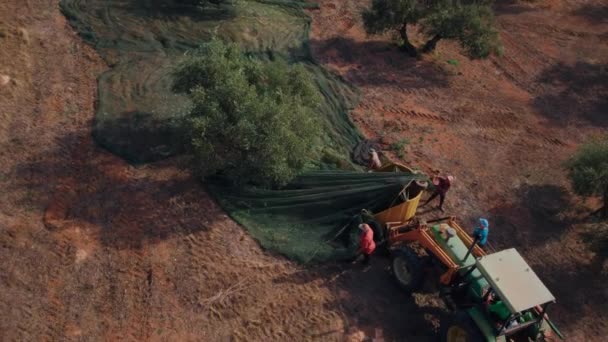 Drönarskott Bönder Skördar Oliver Från Träden Med Nät Eller Presenningar — Stockvideo