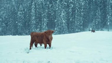 Highland sığırı, kışın ortasında yüksek irtifa çiftliğinde kameraya dik dik bakar..
