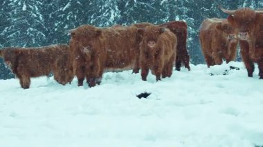 Bir dağ sığırı sürüsü karın içinde duruyor ve doğrudan kameraya bakıyor. Evcil çiftlik hayvanlarının karlı karlı görüntüsü. Doğadaki vahşi yaşam