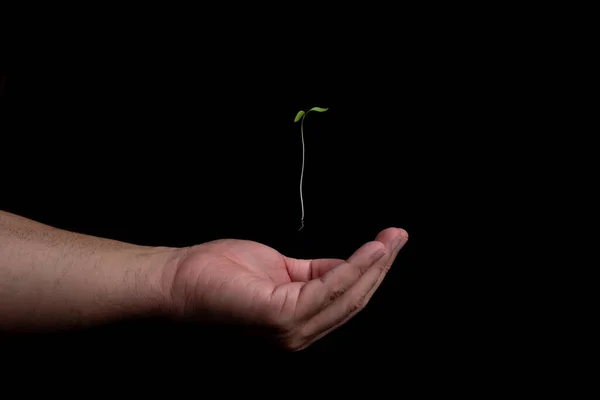 一个人的手的特写 他在采摘一种植物的芽 通过植树和应对气候变化来拯救地球 环境脆弱性 — 图库照片