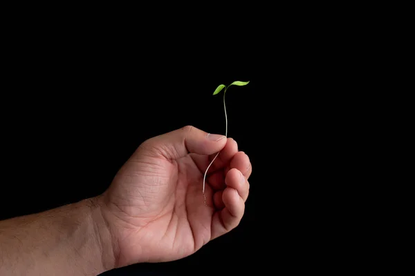 Close-up of a man\'s hand holding a plant bud. Caring for the environment, planting trees and fighting climate change