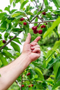 Bir vişne toplayıcısının elinde, ağaçtan kırmızı kiraz toplarken. Kırmızı böğürtlen topluyorum