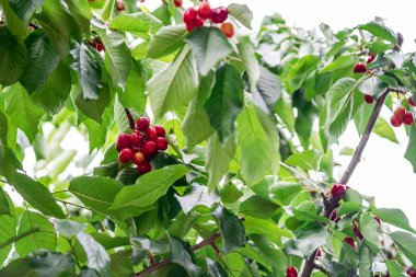 Kiraz ağacının dalına bir demet kiraz yakın plan. Kırmızı kirazlar toplanmaya hazır.