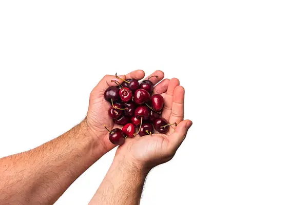一只手的特写 红色的樱桃 白色的背景 富含维生素的红色水果 非常适合健康饮食 — 图库照片