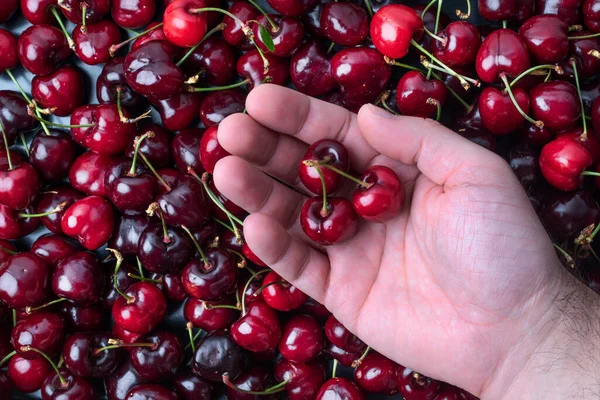 一个采摘樱桃手的特写显示了浆果的品质 销售樱桃的质量控制 — 图库照片