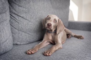 Weimaraner köpek yavrusu kanepeye uzanmış kameraya bakıyor. Gri kısa saçlı köpek cinsi. Hayvan bakımı