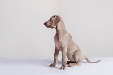 Weimaraner köpek yavrusu oturuyor ve yana bakıyor. Soylu köpekler.