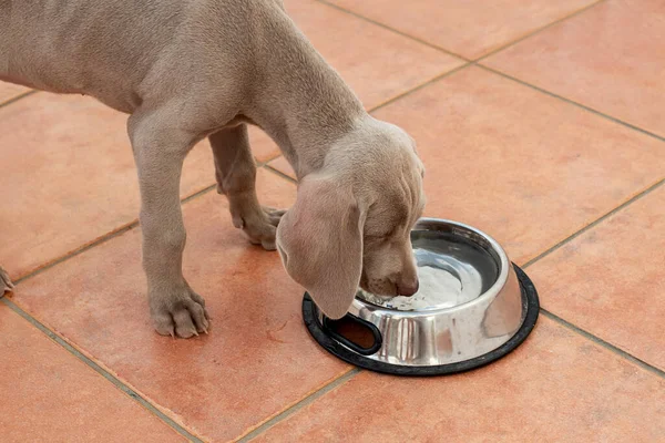 Weimaraner köpek yavrusu su kabından su içiyor. Yazın köpeklerde ve yavru köpeklerde önemli su kaybı. Susamış köpek.