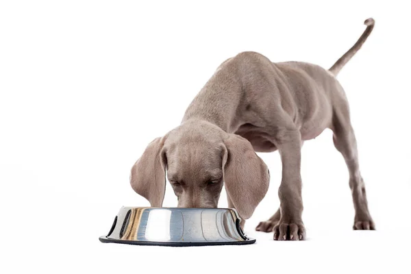 stock image Hungry Weimaraner puppy eating at its feeder on white background. Healthy feeding of dogs and domestic pets